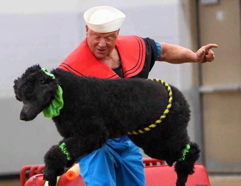 Teaching Sailor to walk backwards down steps on hind legs