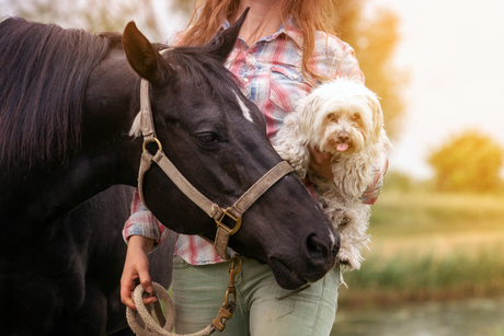 Equine